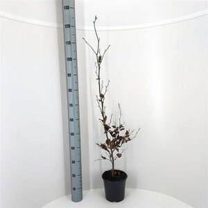 Fagus sylvatica ST. 200 14-16 DR. Lei - afbeelding 14
