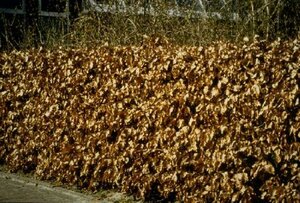 Fagus sylvatica ST. 200 14-16 DR. Lei - afbeelding 13