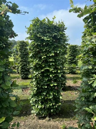 Fagus sylvatica ST. 200 14-16 DR. Lei - afbeelding 3