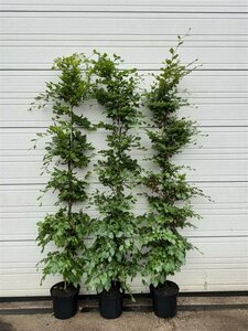 Fagus sylvatica ST. 200 14-16 DR. Lei - afbeelding 7