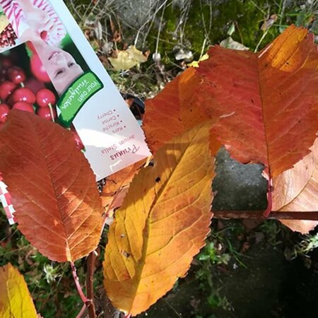 Prunus avium 'Stella' 125/150 C. - afbeelding 1