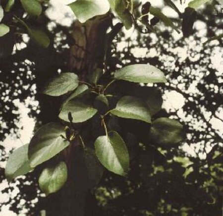 Alnus cordata 12-14 W.