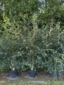 Betula utilis 'Doorenbos' 8-10 W.  Geveerd