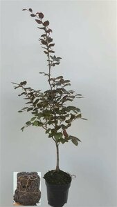 Fagus sylvatica 'Atropunicea' ST. 200 10-12 DR. Lei - afbeelding 1