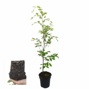 Fagus sylvatica ST. 180 16-18 DR. Lei - afbeelding 12