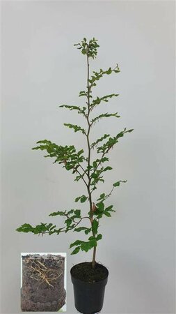 Fagus sylvatica ST. 180 16-18 DR. Lei - afbeelding 8