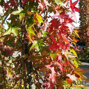 Liquidambar styraciflua 'Worplesdon' ST. 200 14-16 DR. Lei - afbeelding 1