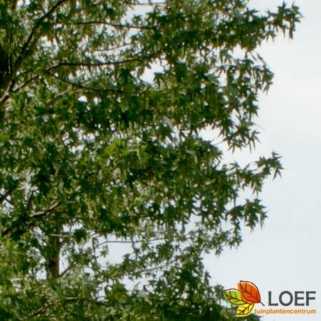 Liquidambar styraciflua 'Worplesdon' ST. 200 14-16 DR. Lei - afbeelding 2