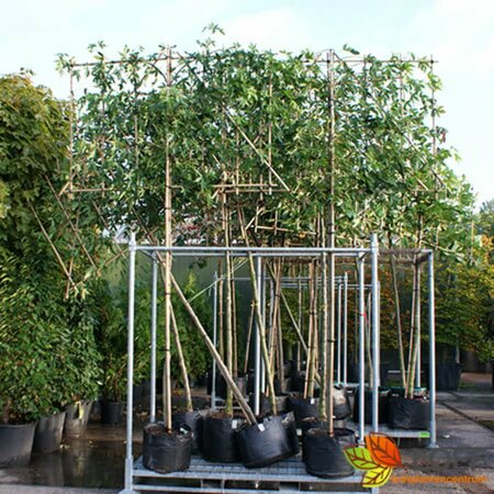 Liquidambar styraciflua 'Worplesdon' ST. 200 14-16 DR. Lei - afbeelding 3