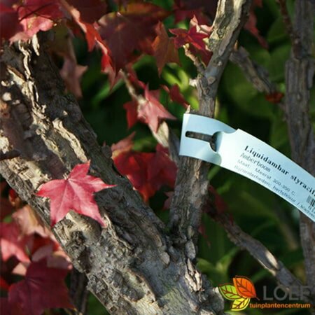 Liquidambar styraciflua Leischerm 150 x 180 DR. - afbeelding 2