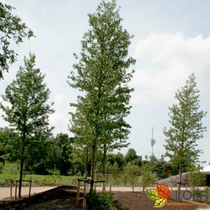 Liriodendron tulipifera 10-12 DR. - afbeelding 1