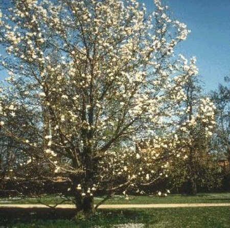 Magnolia kobus 16-18 DR. HO. - afbeelding 1
