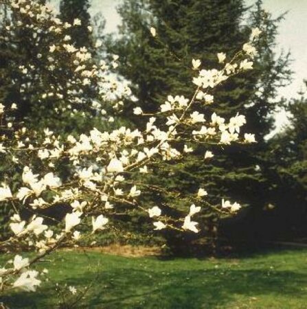 Magnolia kobus 16-18 DR. HO. - afbeelding 2