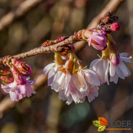 Prunus subhirtella 'Autumnalis Rosea' ST. 225 10-12 DR.  - afbeelding 2