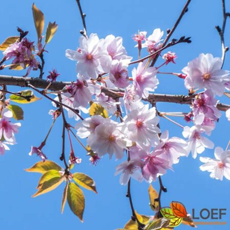 Prunus subhirtella 'Autumnalis Rosea' ST. 225 10-12 DR.  - afbeelding 5