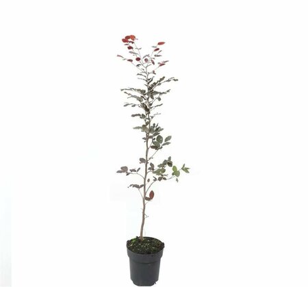 Fagus sylvatica 'Atropunicea' ST. 200 20-25 DR. Lei - afbeelding 6