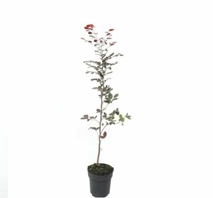Fagus sylvatica 'Atropunicea' ST. 200 20-25 DR. Lei - afbeelding 6