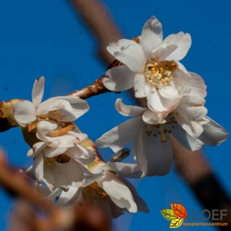 Prunus subhirtella 'Autumnalis' ST. 225 30-35 C.  - afbeelding 1