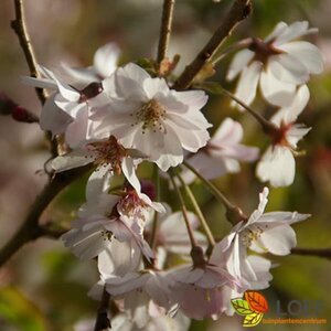 Prunus subhirtella 'Autumnalis' ST. 225 30-35 C.  - afbeelding 2