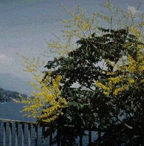 Koelreuteria paniculata 300/350 C. Meerstammig