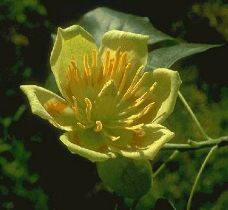 Liriodendron tulipifera 16-18 DR. - afbeelding 2