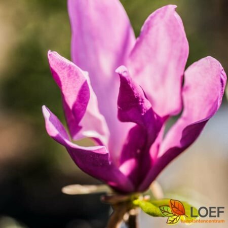 Magnolia 'Galaxy' ST. 200 12-14 C. Lei