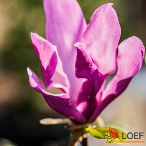 Magnolia 'Galaxy' ST. 200 12-14 C. Lei