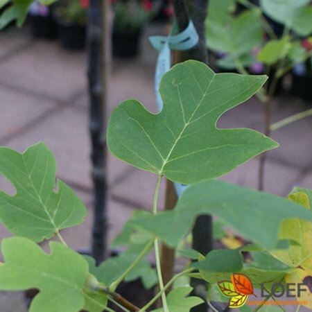 Liriodendron tulipifera 'Fastigiatum' 20-25 C. HO.