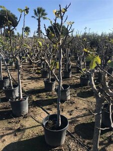 Ficus carica 150/175 C. - afbeelding 2