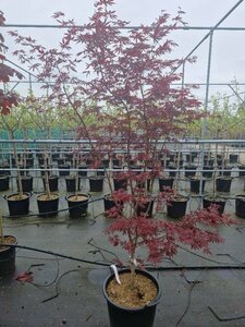 Acer palmatum 'Trompenburg' 250/275 C. - afbeelding 3