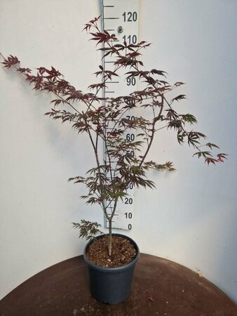 Acer palmatum 'Trompenburg' 250/275 C. - afbeelding 4