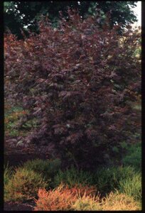 Acer palmatum 'Trompenburg' 250/275 C. - afbeelding 1