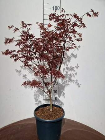 Acer palmatum 'Trompenburg' 250/275 C. - afbeelding 2