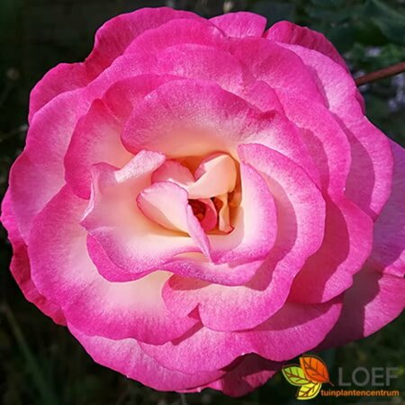 Rosa (K) 'Handel' 60/80 C. - afbeelding 1