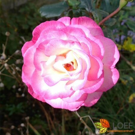 Rosa (K) 'Handel' 60/80 C. - afbeelding 2