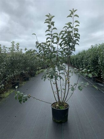 Malus 'Evereste' ST. 60 C. - afbeelding 2