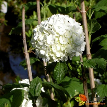 Viburnum opulus 'Compactum' ST. 120 C.