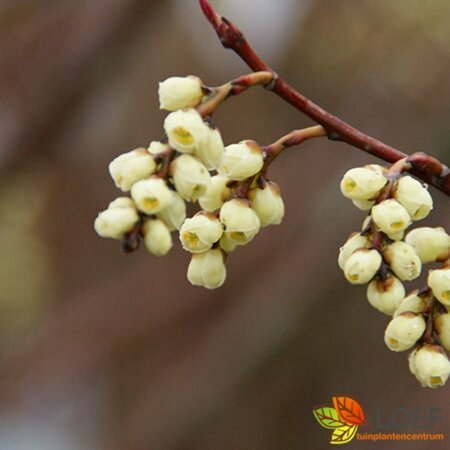 Stachyurus chinensis 'Celina' 50/60 C. 