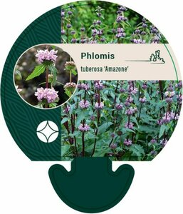 Phlomis tuberosa 'Amazone' P11