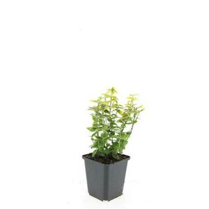 Euonymus fortunei 'Emerald 'n Gold' 30/40 C. - afbeelding 8