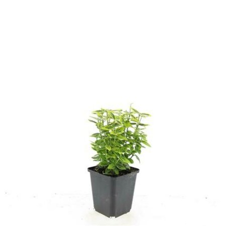 Euonymus fortunei 'Emerald 'n Gold' 30/40 C. - afbeelding 7