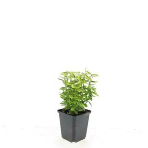 Euonymus fortunei 'Emerald 'n Gold' 30/40 C. - afbeelding 7