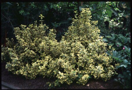 Euonymus fortunei 'Emerald 'n Gold' 30/40 C. - afbeelding 1