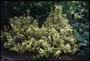 Euonymus fortunei 'Emerald 'n Gold' 30/40 C. - afbeelding 1