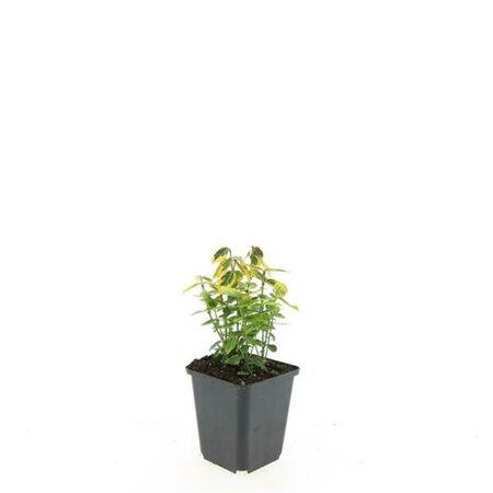 Euonymus fortunei 'Emerald 'n Gold' 30/40 C. - afbeelding 6