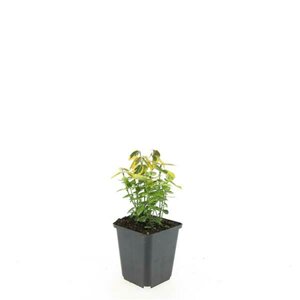 Euonymus fortunei 'Emerald 'n Gold' 30/40 C. - afbeelding 6