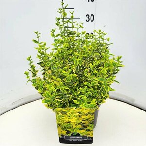 Euonymus fortunei 'Emerald 'n Gold' 30/40 C. - afbeelding 9