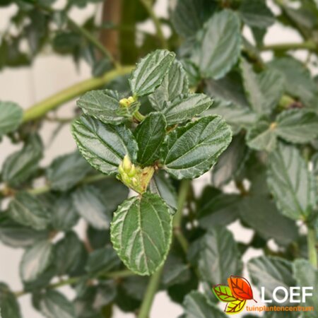 Ceanothus thyrsiflorus repens 50/60 C. 