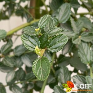 Ceanothus thyrsiflorus repens 50/60 C. 