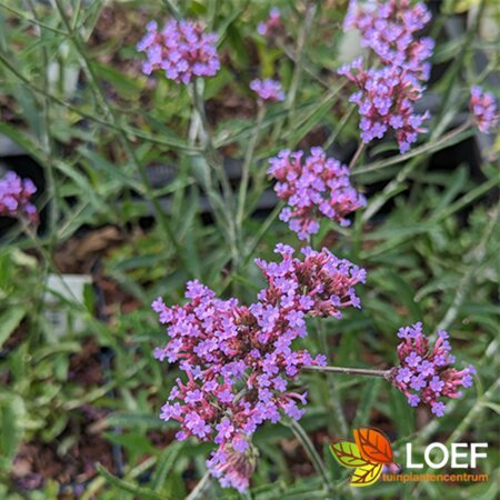 Verbena bonariensis 'Lollipop' C3 - afbeelding 1